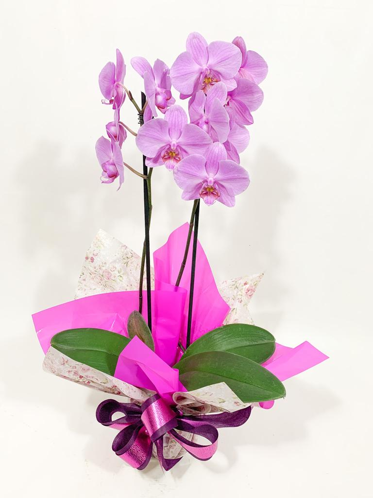 Orquidea Phalaenopsis 2 pencas – DL Flores