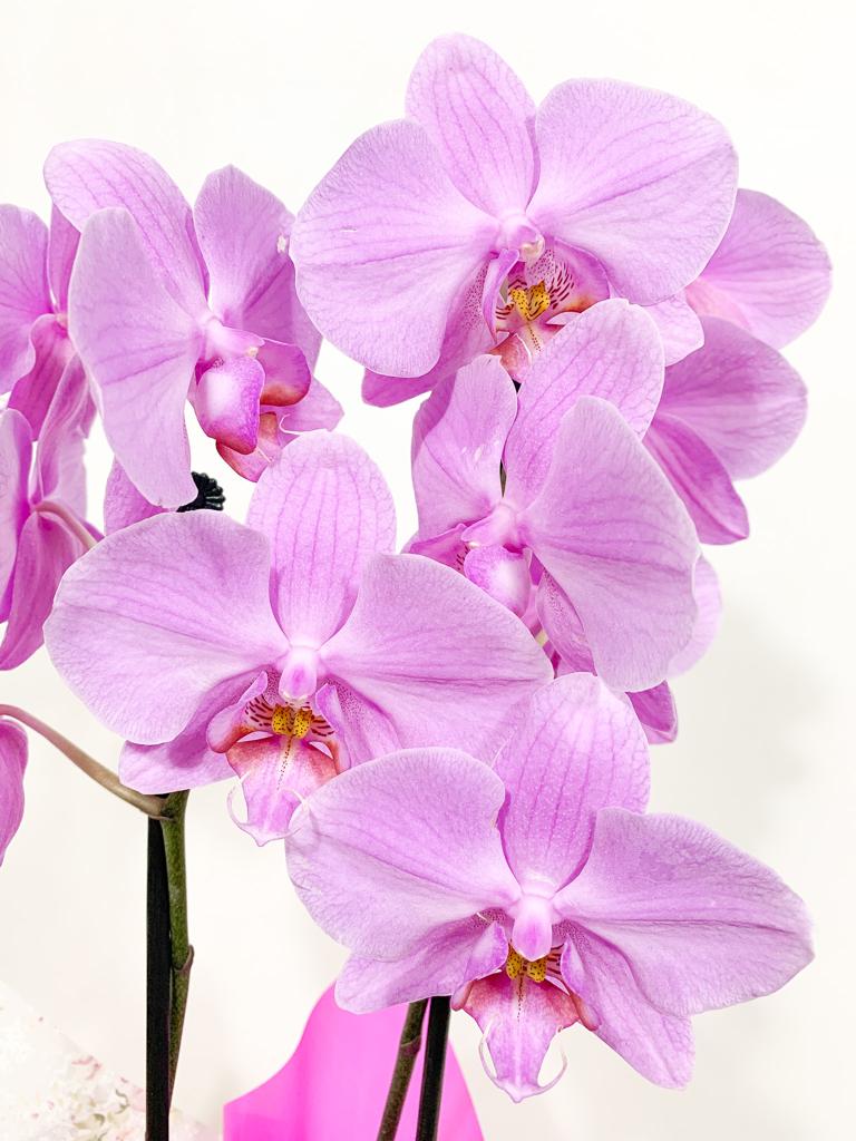 Orquidea Phalaenopsis 2 pencas – DL Flores