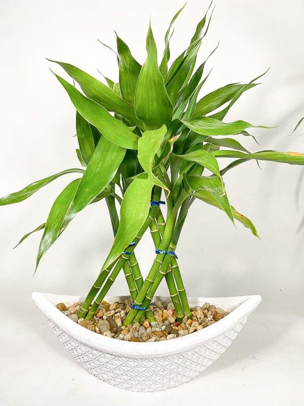 Lucky Bamboo | Preisvergleich bei