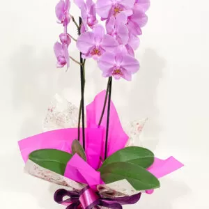 Orquídea Phalaenopsis com duas pencas. Plantada em embalagem com papéis e laço.