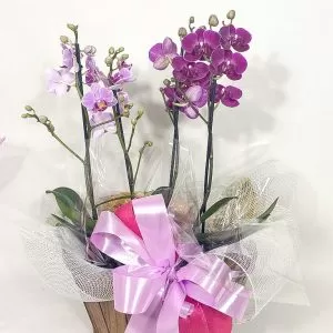 2 Mini Orquídea Phalaenopsis  + Cachepô de madeira decorado
