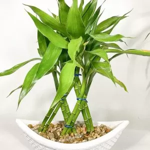 1 un. Lucky Bamboo com 8 hastes + Vaso de poliuretano (Escolha de cores nas observações)