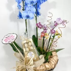 3 Orquídea Phalaenopsis (sendo 2 no tamanho mini) + Cachepô de madeira decorado + Ferreiro Rocher 8 un.