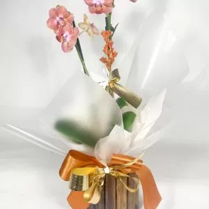 MINI Orquídea Phalaenopsis + Cachepô de madeira decorado