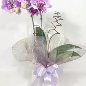 Orquídea Phalaenopsis + Cachepô de craft decorado