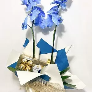 Orquídea Phalaenopsis Azul + Embalagem tradicional + Ferreiro Rocher 8 un.