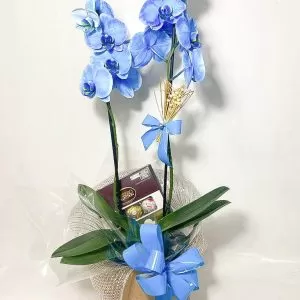 Orquídea Phalaenopsis Azul + Cachepô de Kraft decorado + Ferreiro Collection